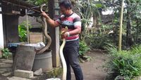 Penampakan 2 Ular Piton 3 Meter Pemakan Ternak di Boyolali