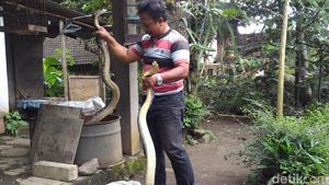 Penampakan 2 Ular Piton 3 Meter Pemakan Ternak di Boyolali