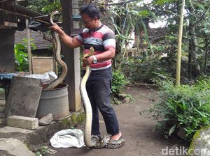 Penampakan 2 Ular Piton 3 Meter Pemakan Ternak di Boyolali