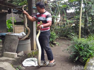 Penampakan 2 Ular Piton 3 Meter Pemakan Ternak di Boyolali