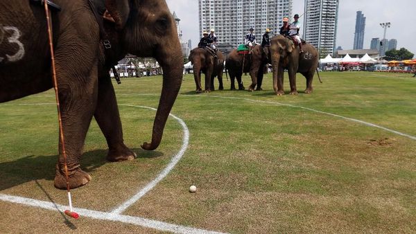 Foto: Saat Gajah-gajah Ikut Pertandingan Polo di Bangkok