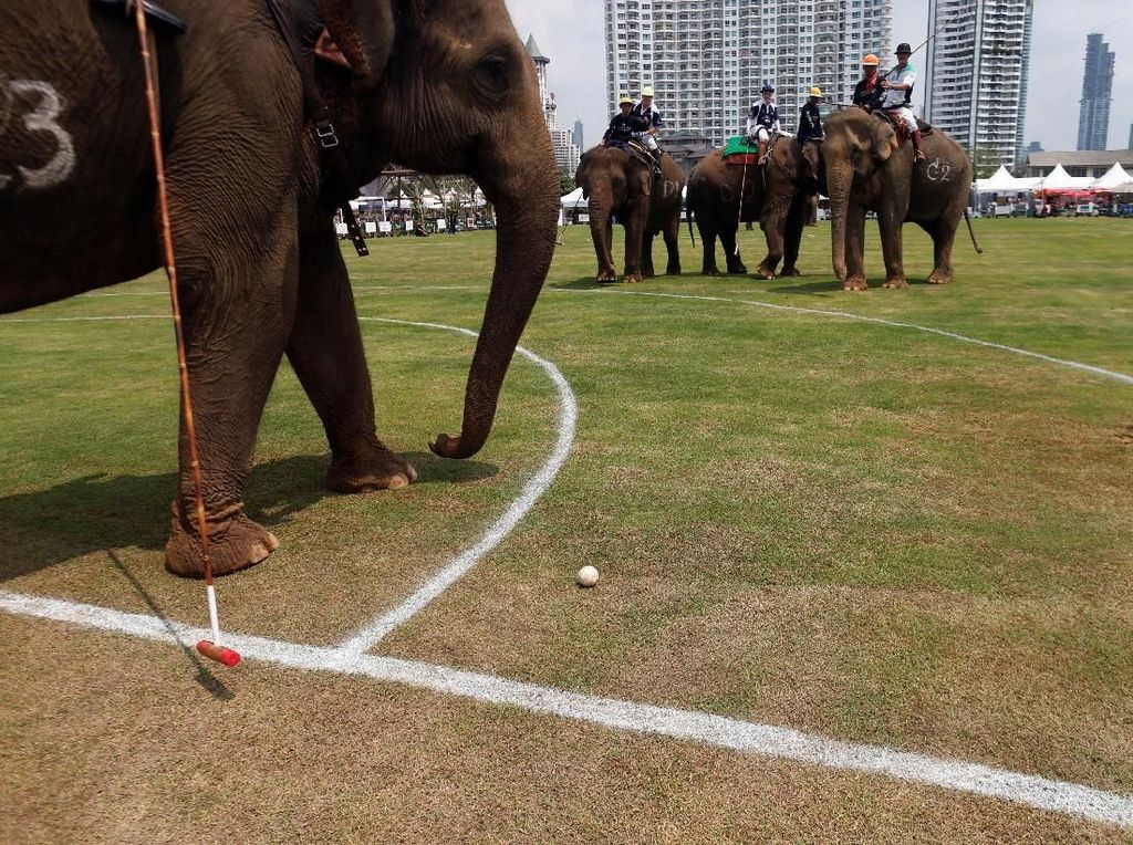 Foto: Saat Gajah-gajah Ikut Pertandingan Polo di Bangkok Foto: Saat Gajah-gajah Ikut Pertandingan Polo di Bangkok