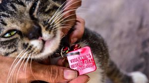 Foto: Surga untuk Kucing Telantar di Pekanbaru