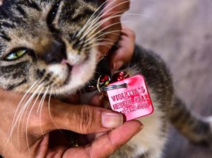 Foto: Surga untuk Kucing Telantar di Pekanbaru Foto: Surga untuk Kucing Telantar di Pekanbaru