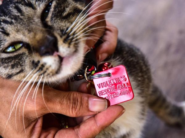 Foto: Surga untuk Kucing Telantar di Pekanbaru