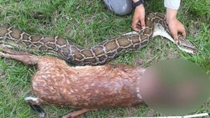 Foto: Penampakan Piton yang Muntah karena Makan Rusa Kegedean