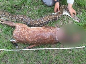 Foto: Penampakan Piton yang Muntah karena Makan Rusa Kegedean