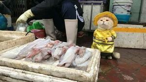 Bikin Gemas! Lihat Kucing Ini Berjualan Ikan, Daging dan Telur di Pasar