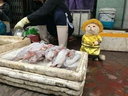 Lucu Banget Sih! Kucing Berkostum Ini Ikut Jualan Ikan di Pasar