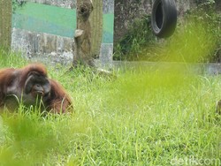 Analisis Bunbin Bandung Soal Orang Utan Merokok Seperti Manusia