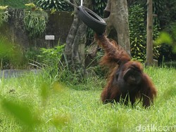 Begini Kondisi Ozon Usai Isap Rokok yang Dilempar Pengunjung
