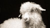 Keren! Deretan Kambing yang Dipotret Bak Supermodel