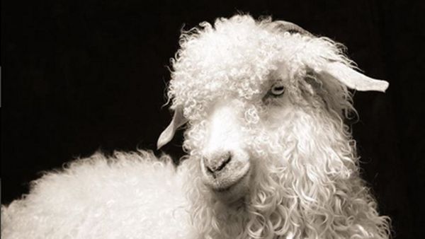 Keren! Deretan Kambing yang Dipotret Bak Supermodel