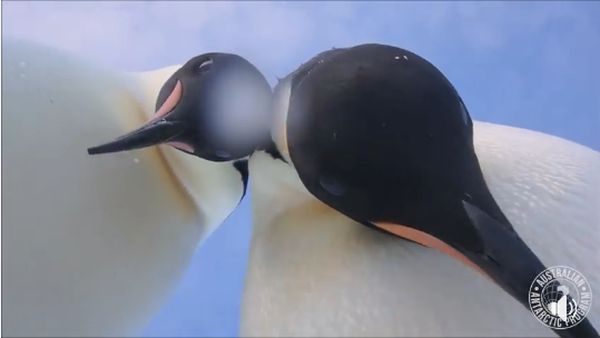 Foto: Dua Penguin yang Selfie Ini Bikin Gemas