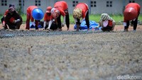 Pemasangan rumput stadion di lakukan oleh sekitar 30 pekerja.