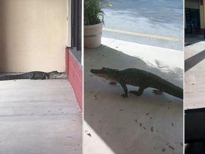 Aligator Kepergok Window Shopping di Pertokoan AS