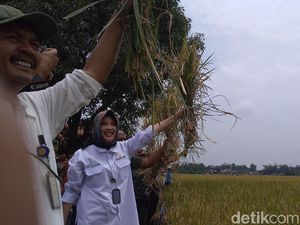 Panen di Kabupaten Cirebon Berpotensi Hasilkan 75.600 Ton Beras Panen di Kabupaten Cirebon Berpotensi Hasilkan 75.600 Ton Beras
