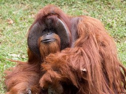 Orangutan Merokok, Kebun Binatang Bandung Kembali Jadi Sorotan Dunia
