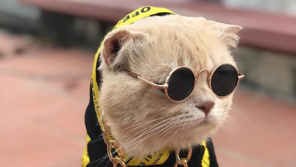 Style Like a Cool Man! Ini Cho Si Kucing Viral yang Bikin Gemas