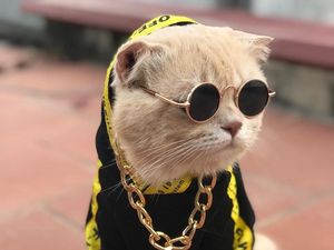 Style Like a Cool Man! Ini Cho Si Kucing Viral yang Bikin Gemas