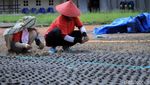 Rumput Mulai Ditanam di Stadion Si Jalak Harupat