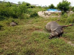 3 Kerbau Mati di Pulau Buru, Diduga Minum Limbah Penambangan Emas