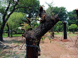 Pohon-pohon dari Sudirman Sudah Ditanam di Taman BMW