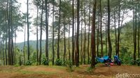 Foto: Hutan Pinus Instagramable dari Ciamis