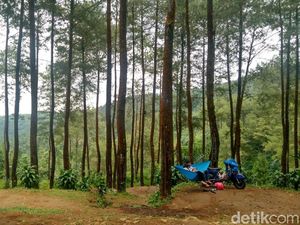 Foto: Hutan Pinus Instagramable dari Ciamis
