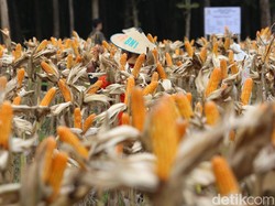 Kementan Pastikan Produksi Jagung Nasional Surplus