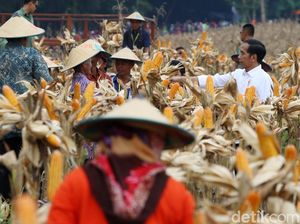 Jokowi Sebut Petani Semakin Sejahtera, Apa Buktinya?