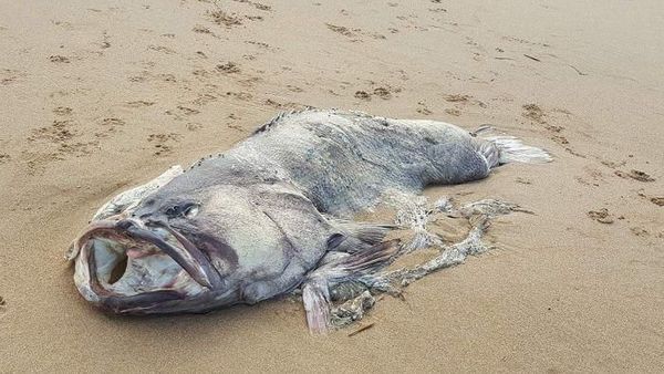 Penampakan Ikan Kerapu Raksasa Misterius di Pantai Queensland