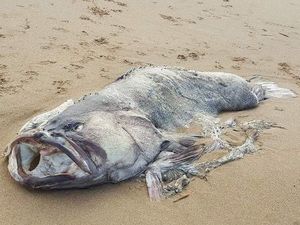 Penampakan Ikan Kerapu Raksasa Misterius di Pantai Queensland