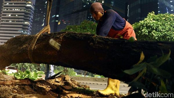 Begini Proses Pemindahan Pohon di Sudirman-Thamrin