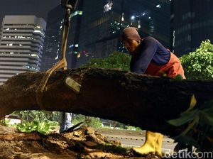 Begini Proses Pemindahan Pohon di Sudirman-Thamrin Begini Proses Pemindahan Pohon di Sudirman-Thamrin