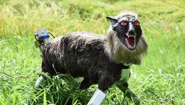 Ini Penampakan Seram Serigala Monster yang Jaga Sawah di Jepang