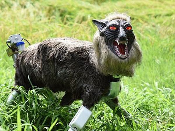 Ini Penampakan Seram Serigala Monster yang Jaga Sawah di Jepang