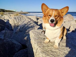 Duh Gemasnya, Saat Hewan Peliharaan Bermain di Pantai