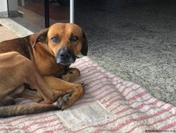 Seekor Anjing Setia Menunggu Majikannya yang Meninggal di Rumah Sakit