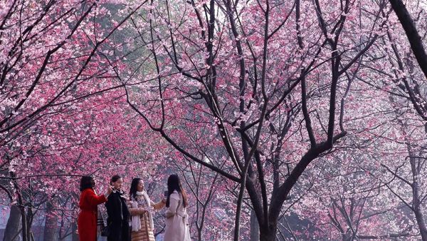 Cantiknya Sakura Bermekaran di China