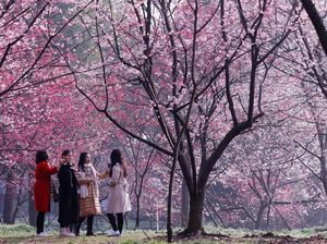 Cantiknya Sakura Bermekaran di China