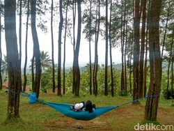 Akhir Pekan ke Ciamis, Ada Hutan Pinus yang Cakep Nih!