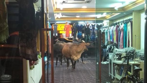 Foto: Sapi-sapi yang Mendadak Nyelonong Masuk Toko Baju