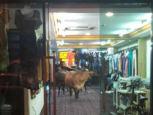 Foto: Sapi-sapi yang Mendadak Nyelonong Masuk Toko Baju