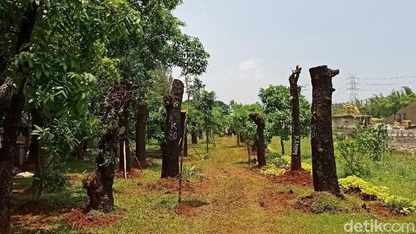 Foto: Pohon Sudirman-Thamrin Pindah Rumah ke Taman BMW