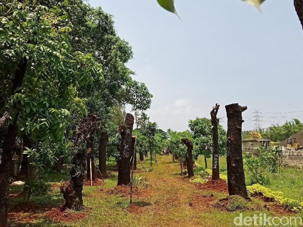 Foto: Pohon Sudirman-Thamrin Pindah Rumah ke Taman BMW Foto: Pohon Sudirman-Thamrin Pindah Rumah ke Taman BMW
