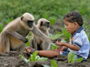 Kenalan dengan Samarth Mowgli, Bocah yang Akrab dengan Monyet