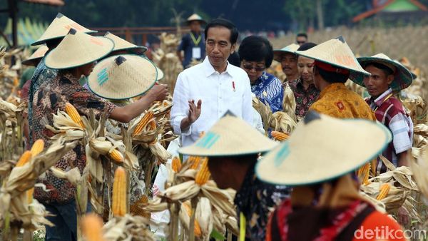 Panen Raya Jagung di Tuban, Jokowi Semringah