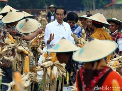 Panen Raya Jagung di Tuban, Jokowi Semringah