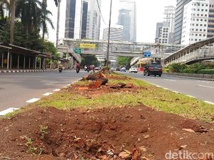 Pohon-pohon Diungsikan di Jalan Sudirman-Thamrin, Apa Kata Warga?